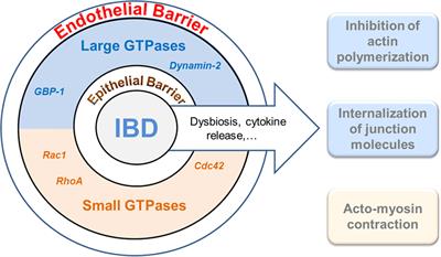 Interplay of GTPases and Cytoskeleton in Cellular Barrier Defects during Gut Inflammation